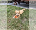 Small #1 Golden Retriever-Plott Hound Mix