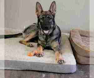 German Shepherd Dog Puppy for sale in KANSAS CITY, MO, USA
