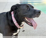 Small #4 American Pit Bull Terrier-Labrador Retriever Mix