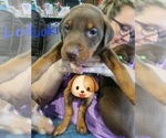 Small #6 Doberman Pinscher