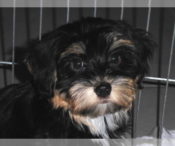 Medium Photo #13 Havashire Puppy For Sale in ORO VALLEY, AZ, USA