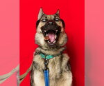 Small #4 German Shepherd Dog
