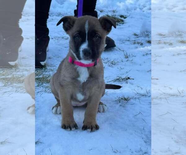 Medium Photo #5 Boxer-Unknown Mix Puppy For Sale in pomfret, CT, USA