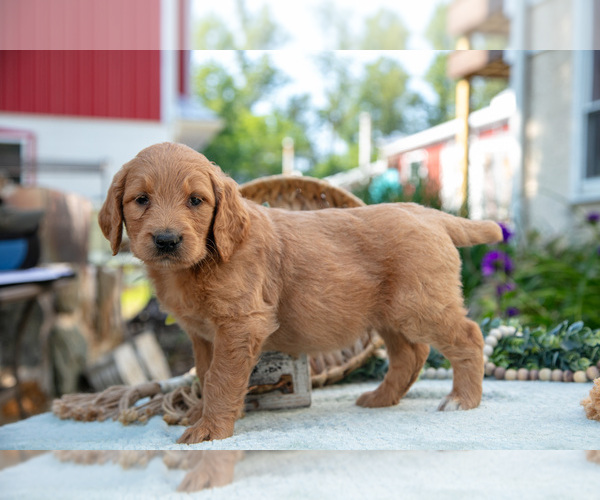 Medium Photo #3 Goldendoodle Puppy For Sale in KIRKWOOD, PA, USA