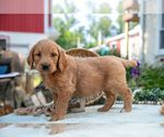 Small Photo #13 Goldendoodle Puppy For Sale in KIRKWOOD, PA, USA