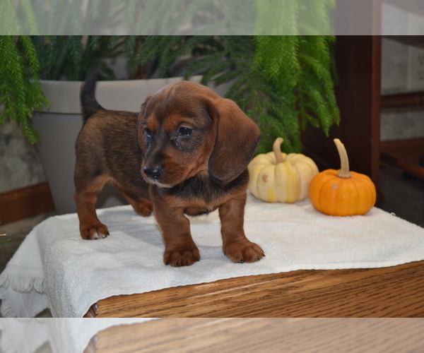 Medium Photo #4 Dachshund Puppy For Sale in GREENWOOD, WI, USA