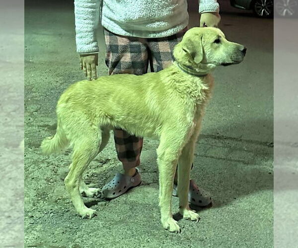 Medium Photo #1 Golden Labrador Puppy For Sale in Hinton, WV, USA