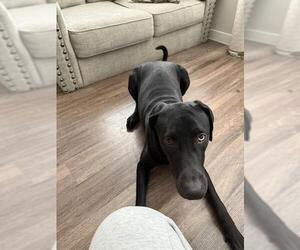 Labrador Retriever-Unknown Mix Dogs for adoption in San Antonio, TX, USA