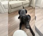 Small Labrador Retriever Mix