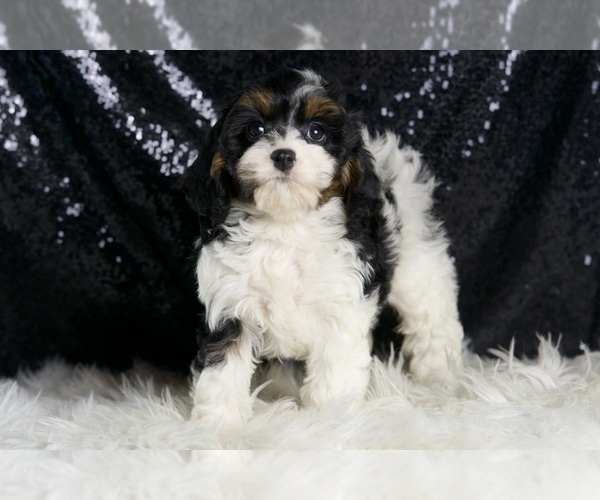 Medium Photo #3 Cavapoo Puppy For Sale in WARSAW, IN, USA