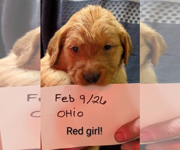 Medium Photo #8 Golden Retriever Puppy For Sale in BRADFORD, OH, USA