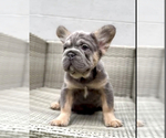 Small Photo #13 French Bulldog Puppy For Sale in SPRINGFIELD, MA, USA