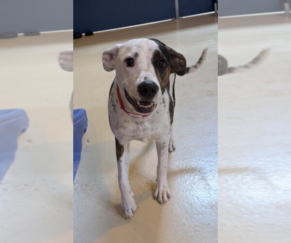 Medium Photo #2 Mutt Puppy For Sale in Menifee, CA, USA