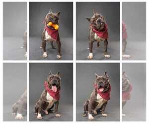 Max - Male Mutt Dog for Adoption - Photo #4