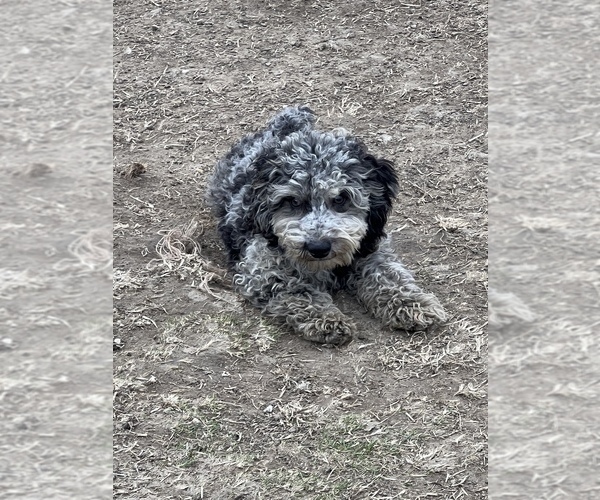 Medium Photo #12 Poodle (Miniature) Puppy For Sale in LANCASTER, MO, USA