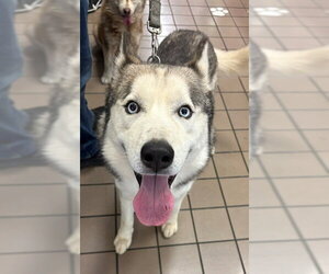 Siberian Husky Dogs for adoption in Burbank, CA, USA