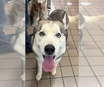 Small Siberian Husky
