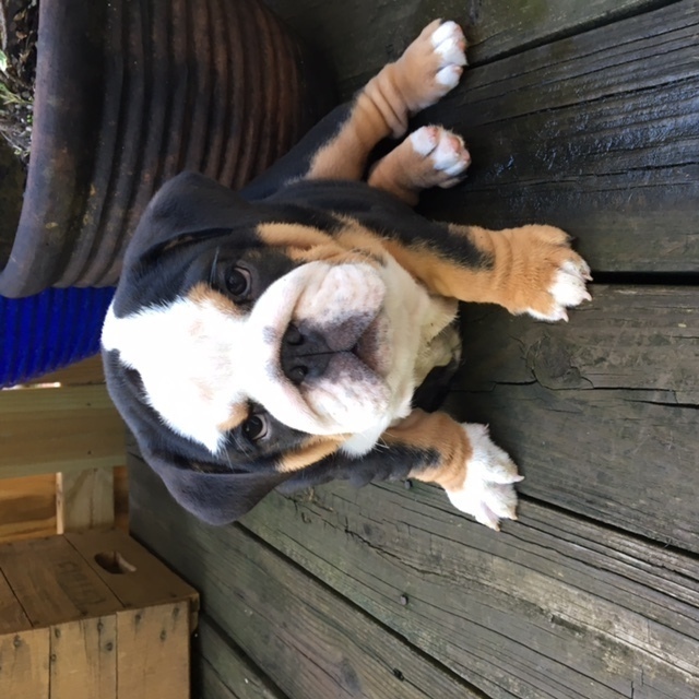 Medium Photo #1 Bulldog Puppy For Sale in STAFFORD, VA, USA