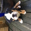 Small Photo #1 Bulldog Puppy For Sale in STAFFORD, VA, USA