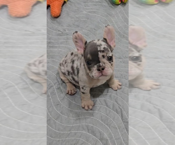 Medium Photo #1 French Bulldog Puppy For Sale in NORTH PORT, FL, USA