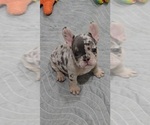 Image preview for Ad Listing. Nickname: Merlin