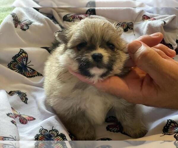 Medium Photo #3 Pomsky Puppy For Sale in HAMDEN, CT, USA