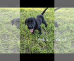 Small Photo #2 Labrador Retriever Puppy For Sale in BETHCAR, SC, USA