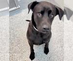 Small #1 Labrador Retriever Mix