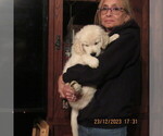 Small Photo #7 English Cream Golden Retriever Puppy For Sale in NORTHWOOD, OH, USA