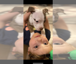 American Bully Puppy for Sale in SAINT CHARLES, Missouri USA