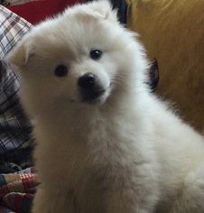 American Eskimo Dog Puppy for sale in SHINGLE SPRINGS, CA, USA