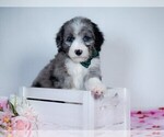 Small Photo #7 Bordoodle Puppy For Sale in CONWAY, MO, USA