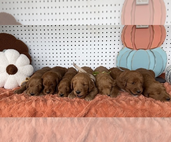 Medium Photo #1 Goldendoodle Puppy For Sale in WOODBURN, IN, USA