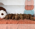 Litter of 7 - Male(s) and Female(s) GoldendoodleLitter of Puppies for Sale - Small photo