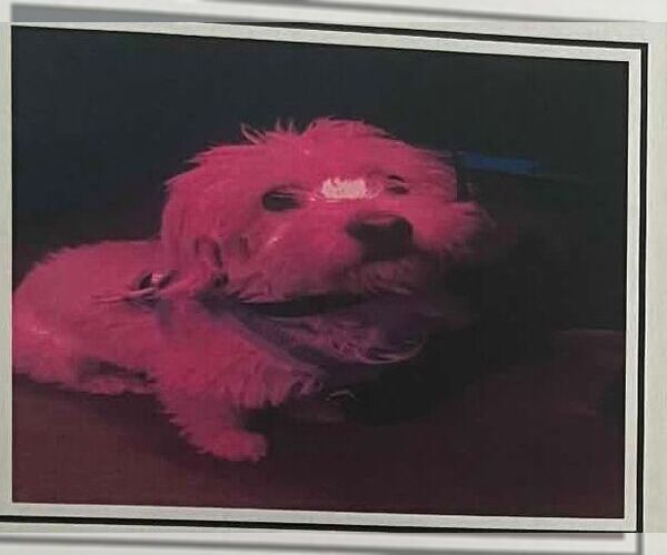 Medium Photo #1 Mutt Puppy For Sale in Calgary, Alberta, Canada