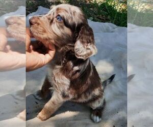F2 Aussiedoodle Puppy for sale in BELLEAIR, FL, USA