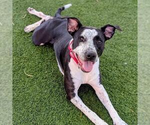 Mutt Dogs for adoption in Las Vegas, NV, USA
