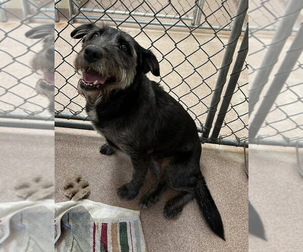 Medium Photo #3 Mutt Puppy For Sale in Andover, MN, USA