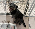 Small #2 Mutt