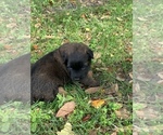 Small Photo #10 Belgian Malinois Puppy For Sale in MULBERRY, FL, USA