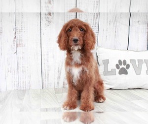 Cavapoo Puppy for sale in MARIETTA, GA, USA