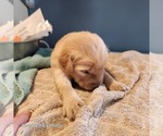 Small Photo #2 Goldendoodle Puppy For Sale in BATH, NY, USA