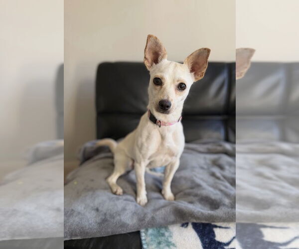 Medium Photo #5 Chihuahua Puppy For Sale in Arlington, VA, USA