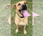 Small #2 American Pit Bull Terrier Mix