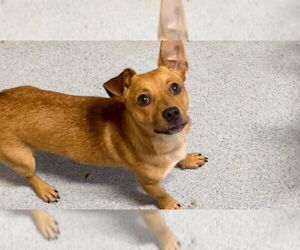 Levi - Male Dachshund-Unknown Mix Dog for Adoption - Photo #9