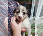 Puppy Wonder Woman Australian Shepherd