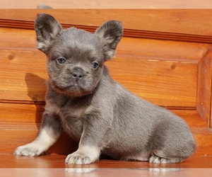 French Bulldog Puppy for sale in BOSTON, MA, USA