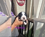 Puppy Purple girl Great Bernese