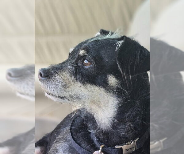 Medium Photo #4 Miniature Pinscher-Unknown Mix Puppy For Sale in Claremore, OK, USA