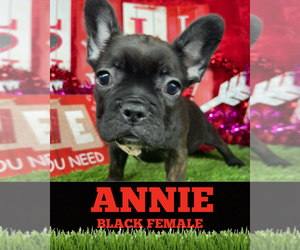 French Bulldog Puppy for sale in ORLANDO, FL, USA